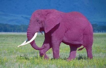 Elefante Rosa!!